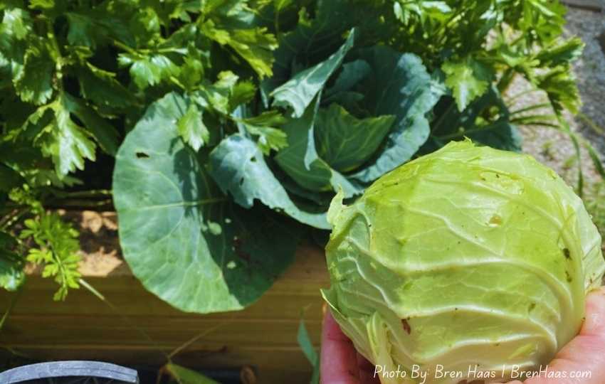 green cabbage in late July