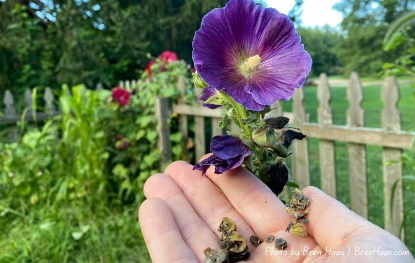 Unique Blacknight Hollyhock Growing In My Cut Flower Garden