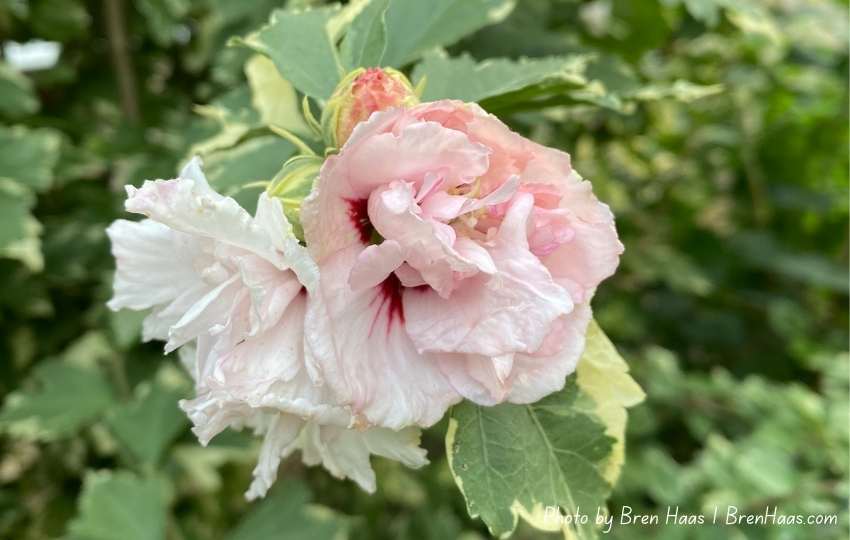 Pink Chiffon Rose of Sharon Shrub