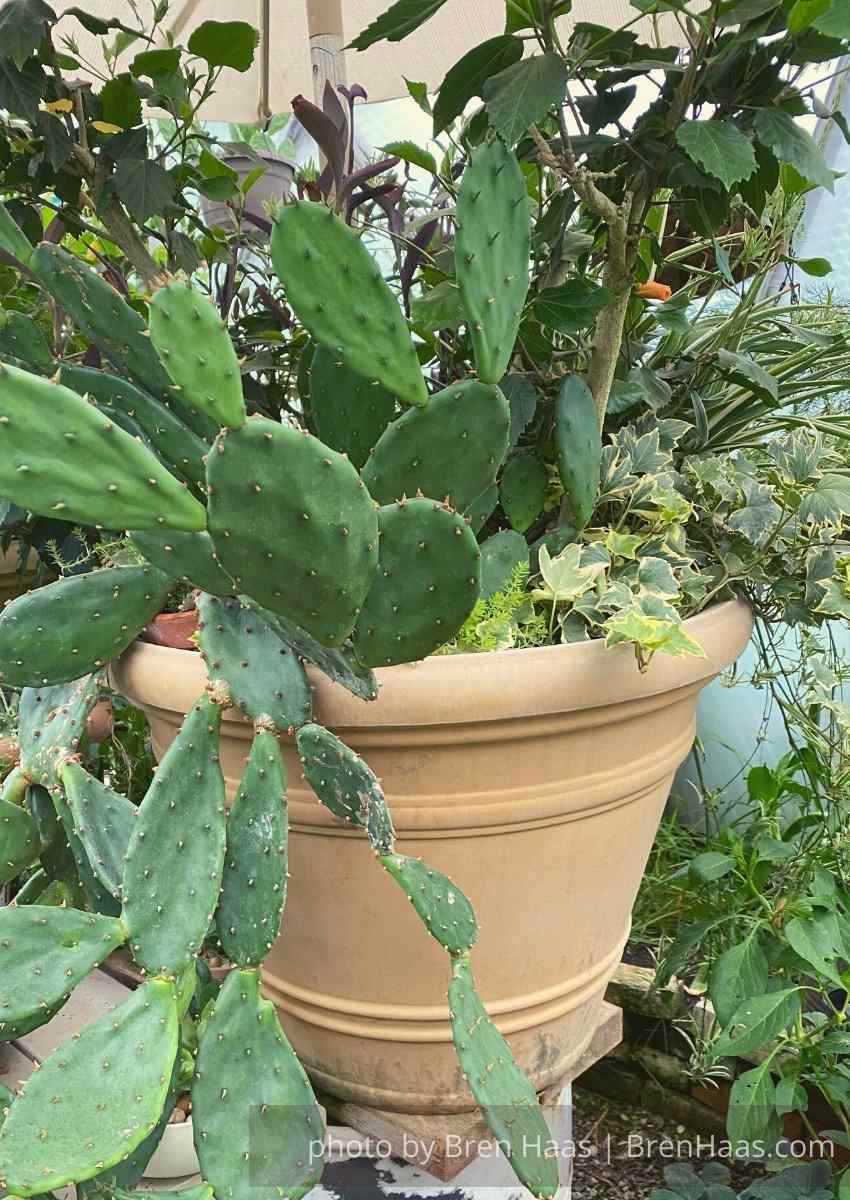 Prickly Pear Cactus, Opuntia humifusa