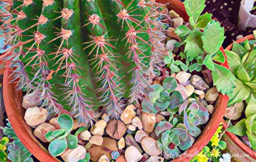Rare Tour of Cactus and Succulent Collection
