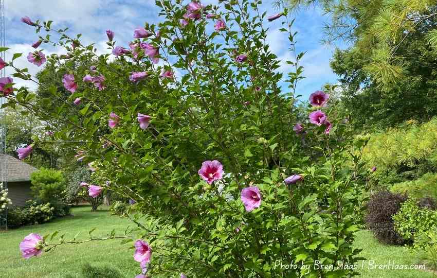 Purple Pillar Rose of Sharon Hibiscus Shrub