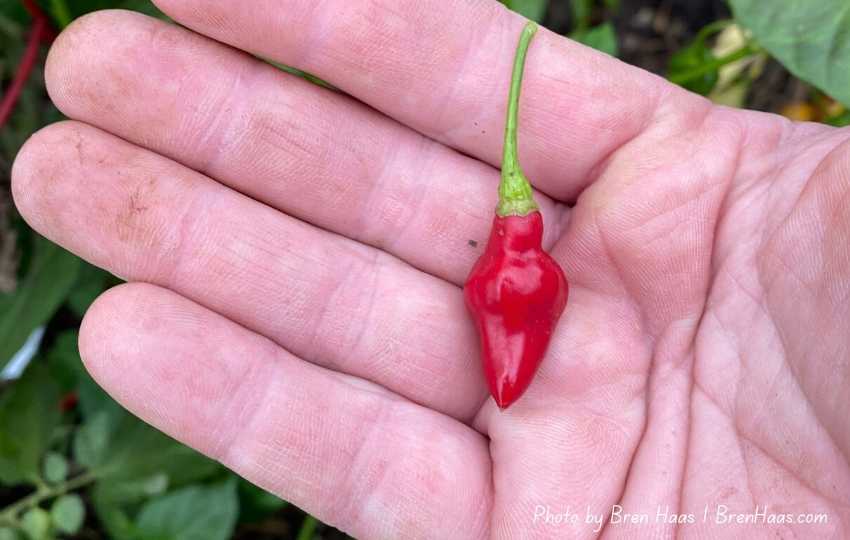 End of the Season Pepper and Tomato Harvest Bren Haas