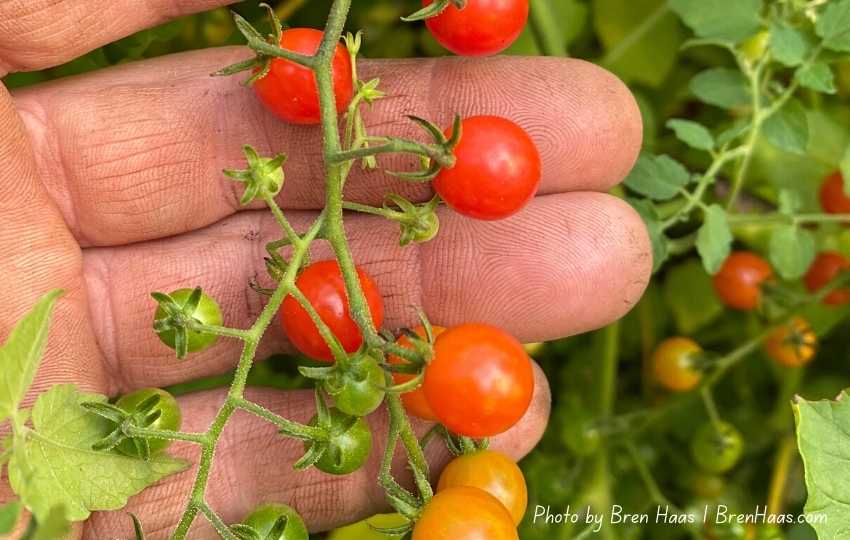 End of the Season Pepper and Tomato Harvest Bren Haas