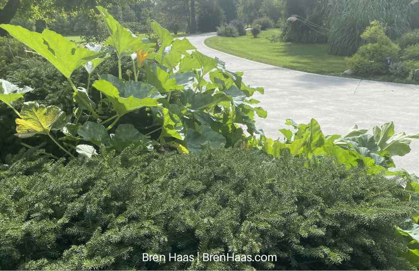 Mystery Zucchini Squash Vine Growing on Yew