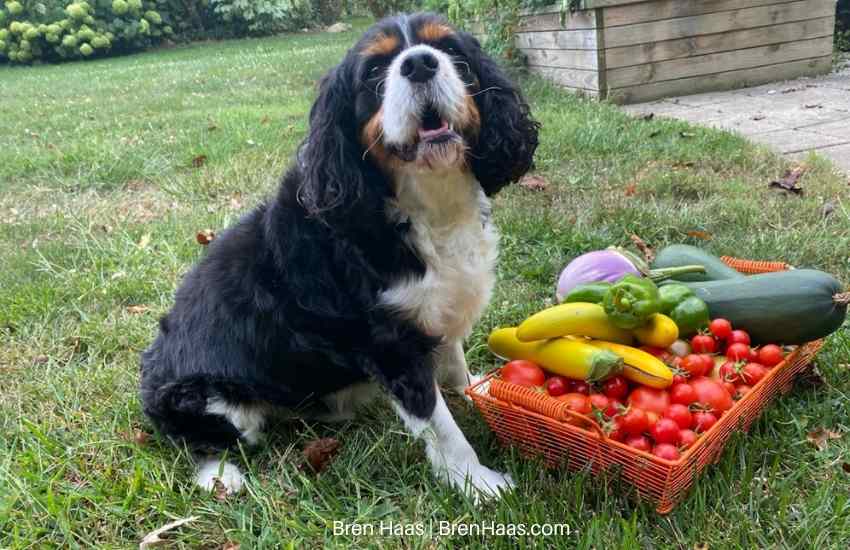 Pup with basket of harvest