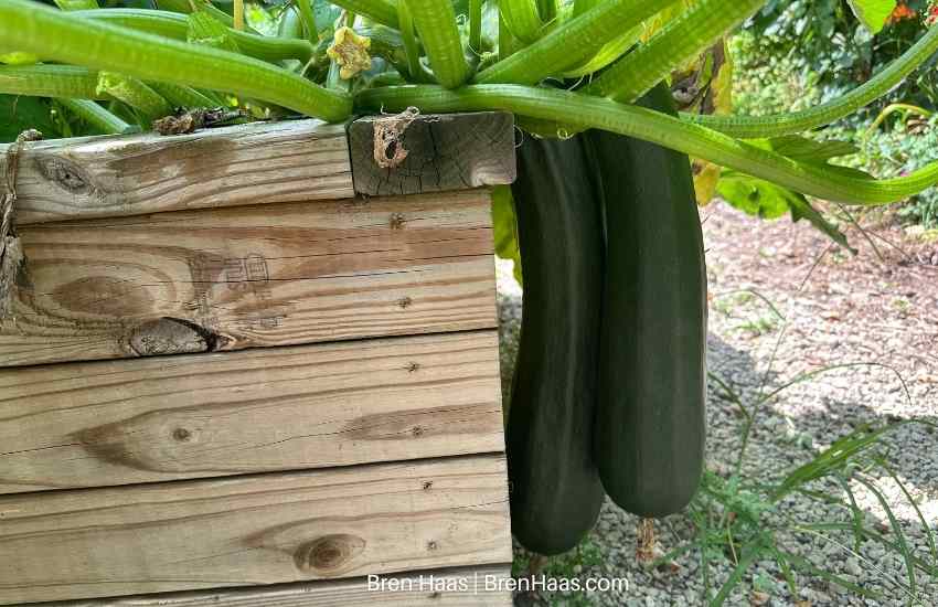 Zucchini hanging over raised bed