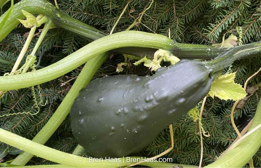 Mystery Zucchini Squash Vine