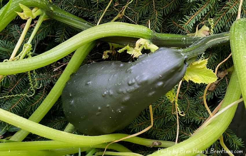 Mysery Vegetable Squash