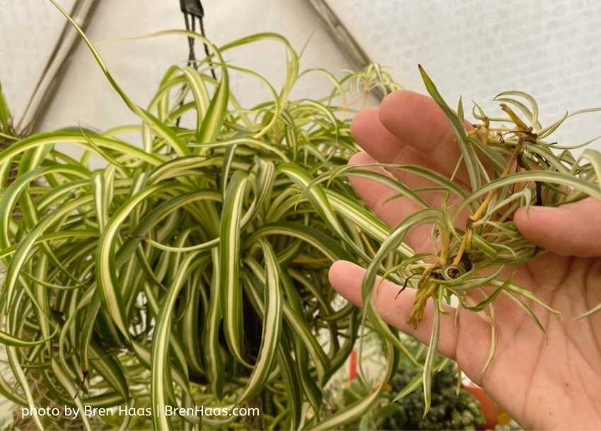 Curly Spider Plant named Bonnie