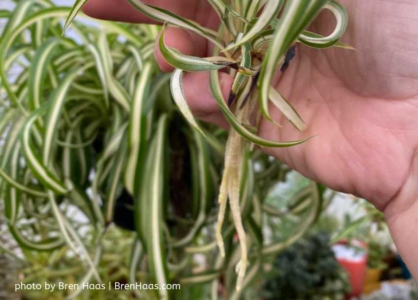 Root System of the Spider plant