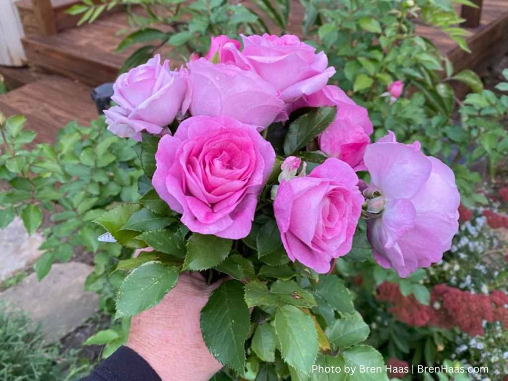 The Violet’s Pride Rose Shrub In My Home Garden