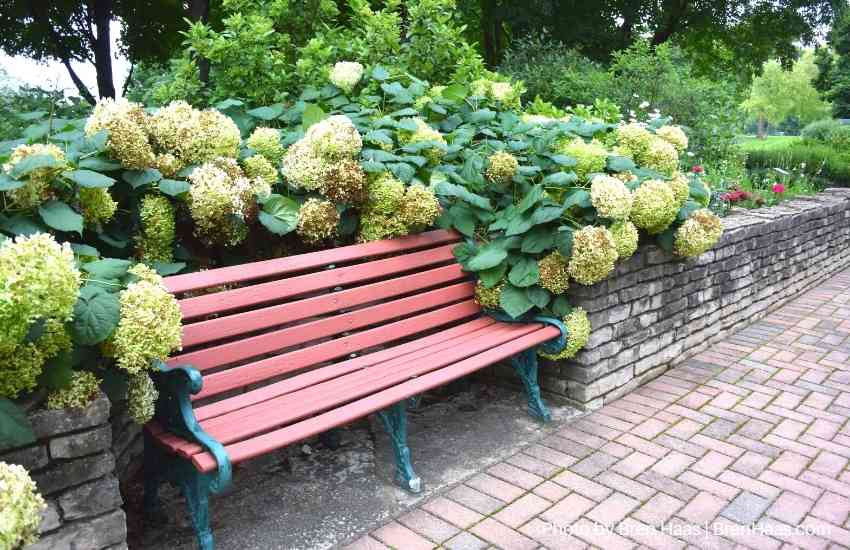 Bench for The Publc