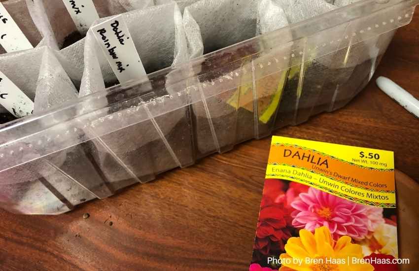 Dahlia Seeds Starting Project