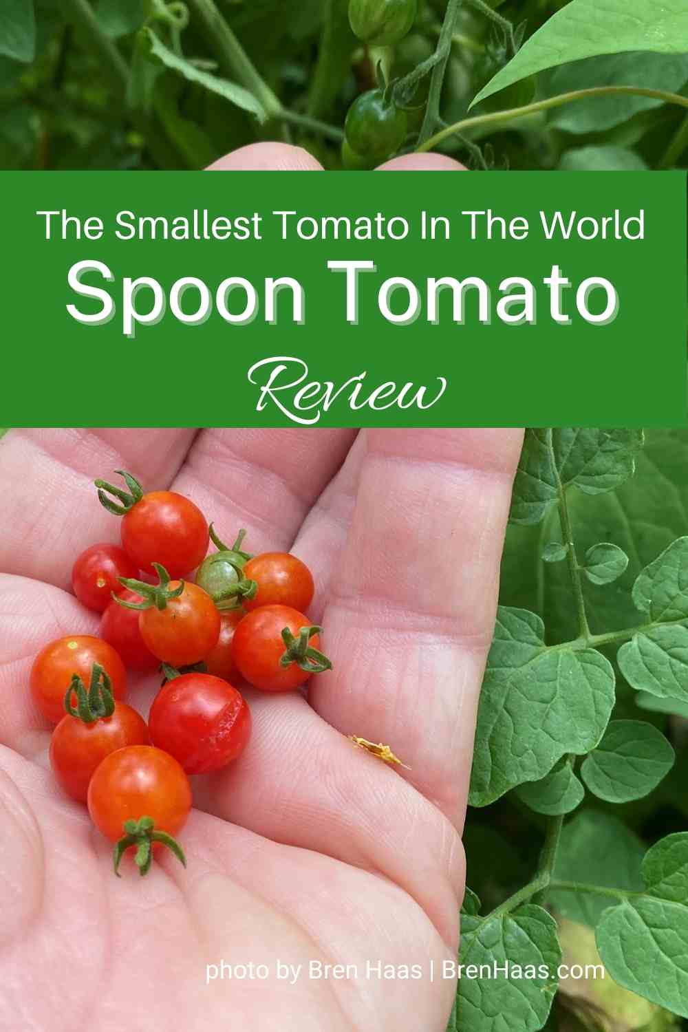 Spoon Tomato Review