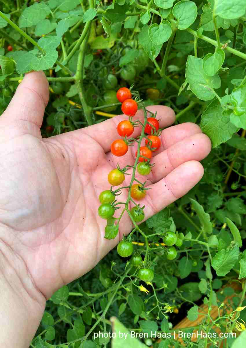 Clusters of Spoon Tomatoes