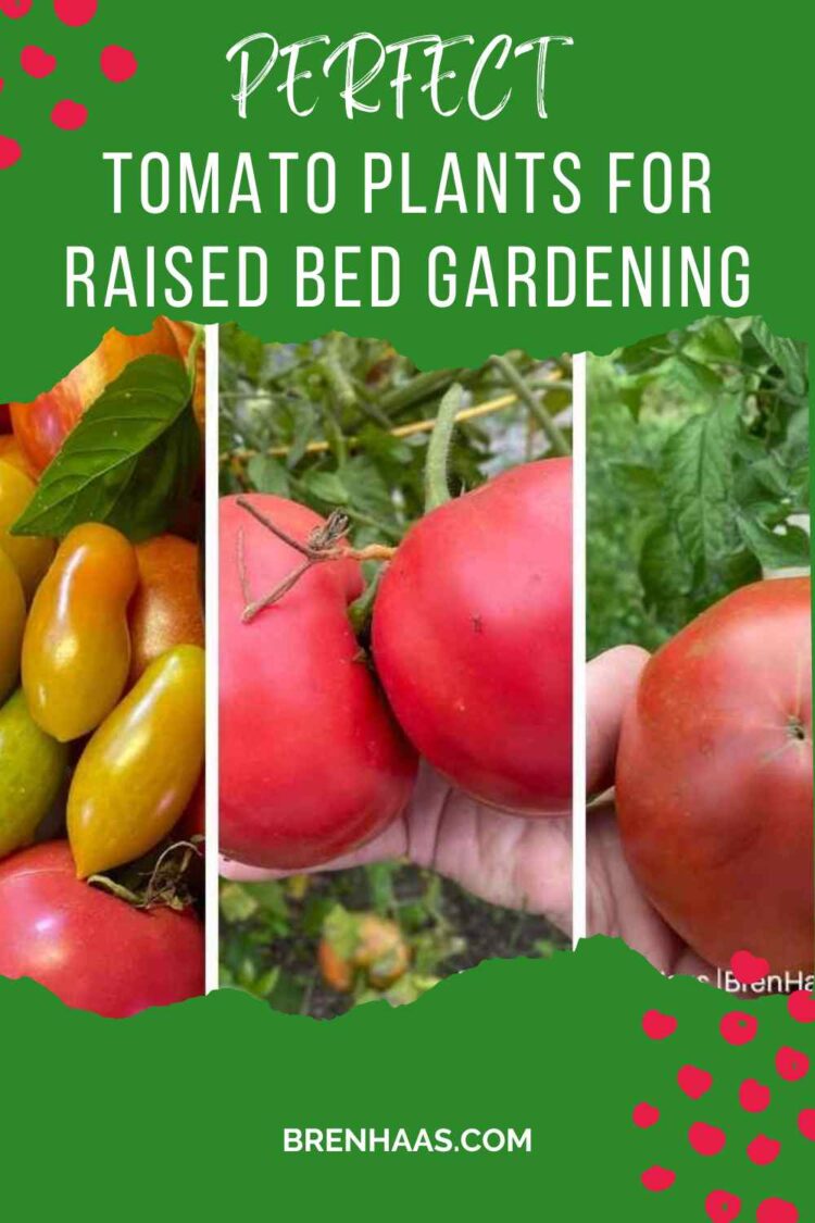 3 Perfect Raised Bed Tomato Plants Bren Haas