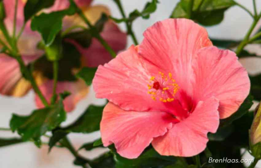 First Lady Hollywood Hibiscus