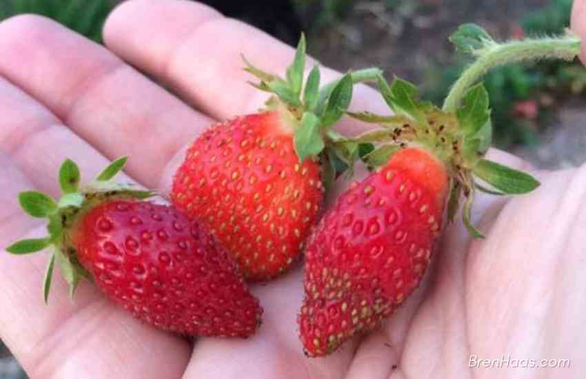 Strawberry Harvest Early Spring