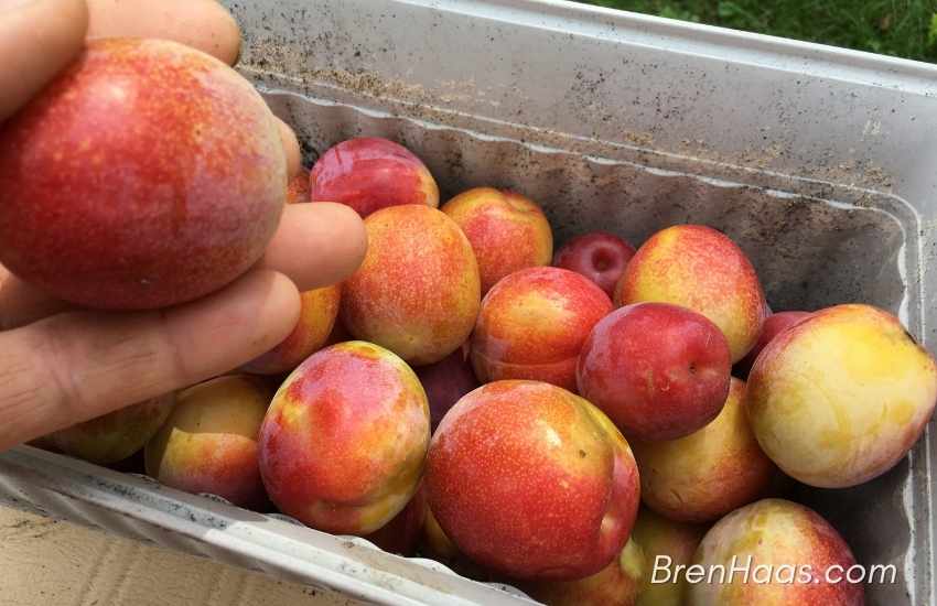 Grabbing Pluots with Every Bucket on hand!