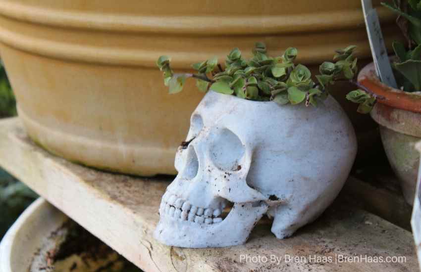 Skull with Succulent Planting