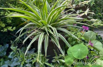 Spider Plant Container in Landscape