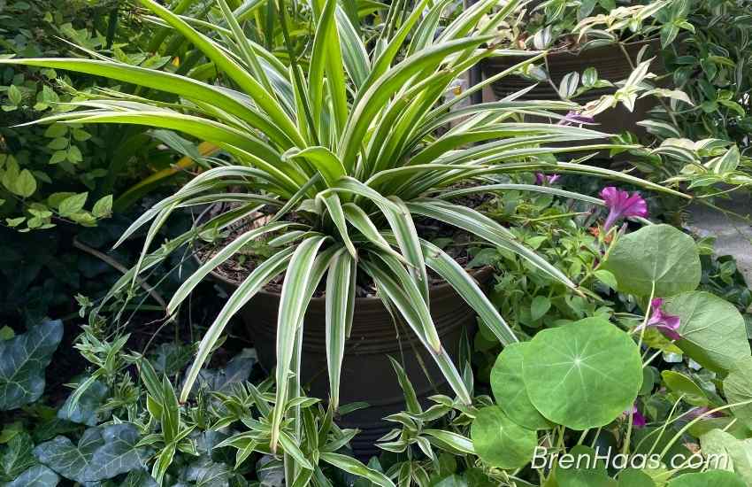 How I Grow Spider Plants Outdoors
