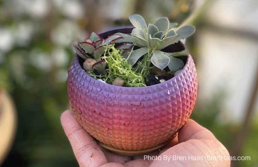 Make Your Own Succulent Soil and Planting