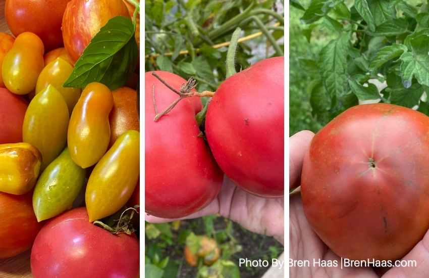 3 Perfect Raised Bed Tomato Plants