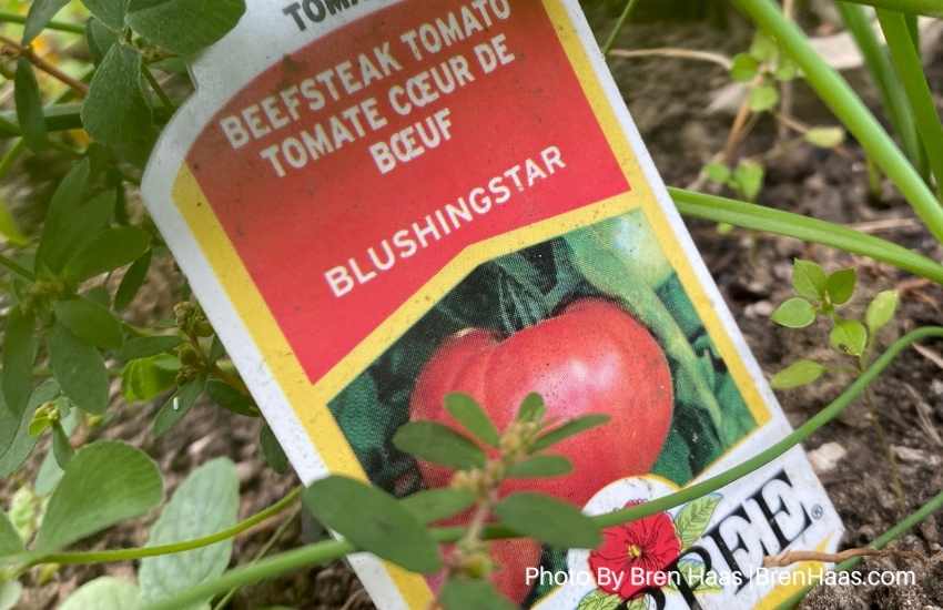 Blushingstar Tomato Plant Tag