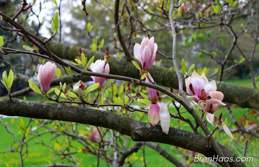 Last of the Magnolia Blooms
