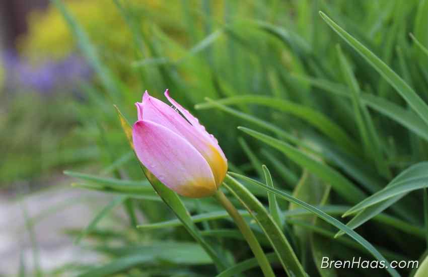 Last Mini Tulips