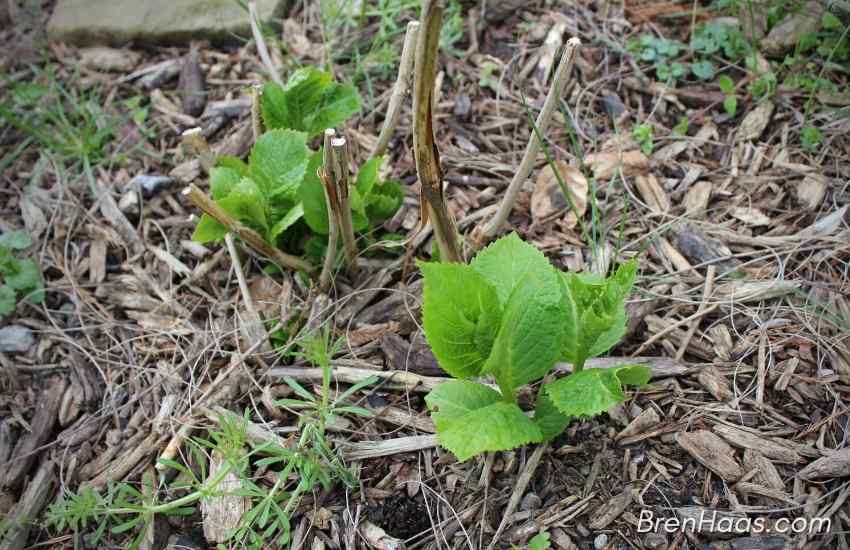 New Bloom Again Hydrangea in April