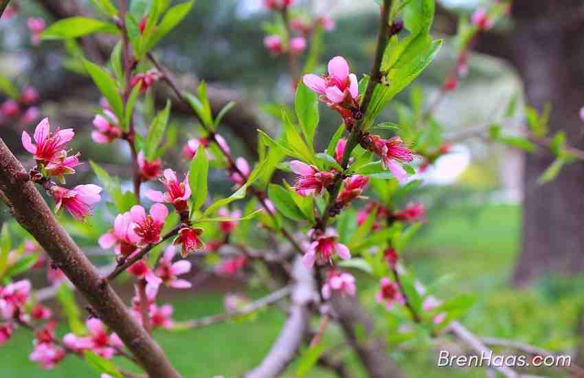 Yellow Peach Tree Blooms in April