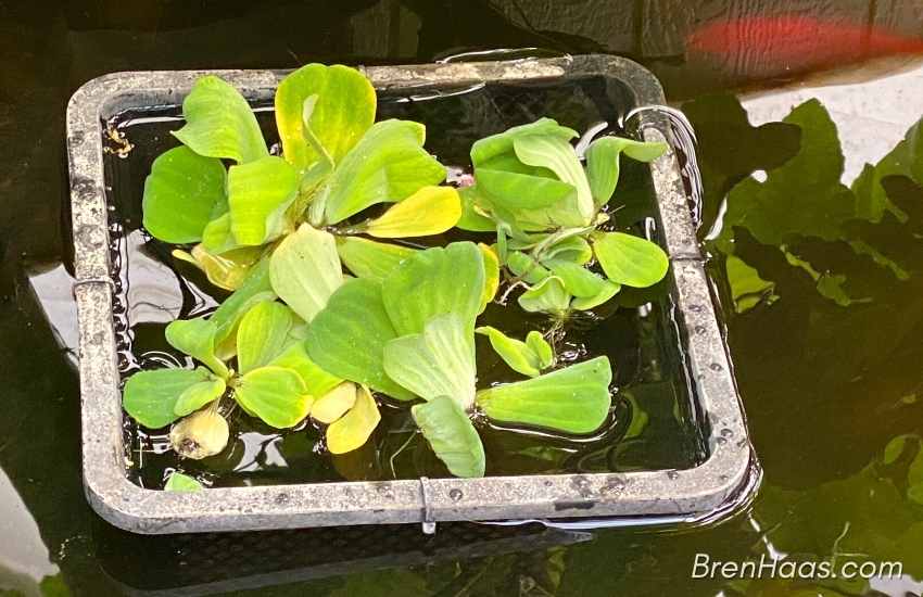 How To Add New Water Lettuce Plant
