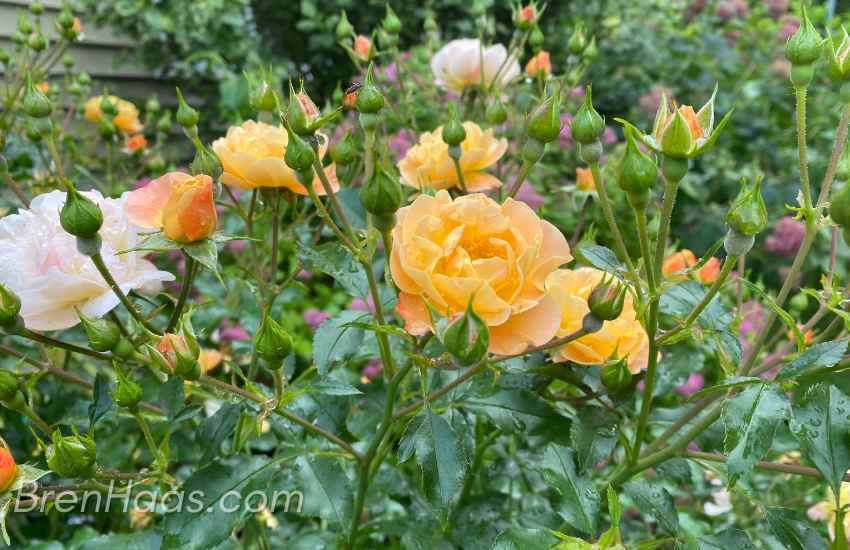 amber peach carpet rose shrub