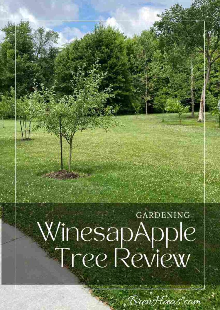 Winesap Apple Tree Review Creative Living with Bren Haas