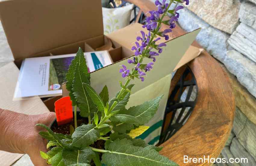 salvia bloom in box