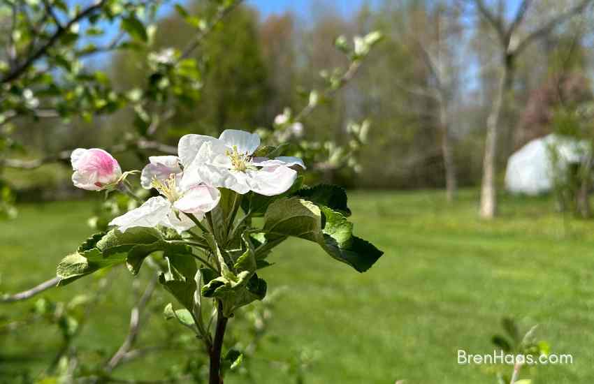 winesap apple tree blossom