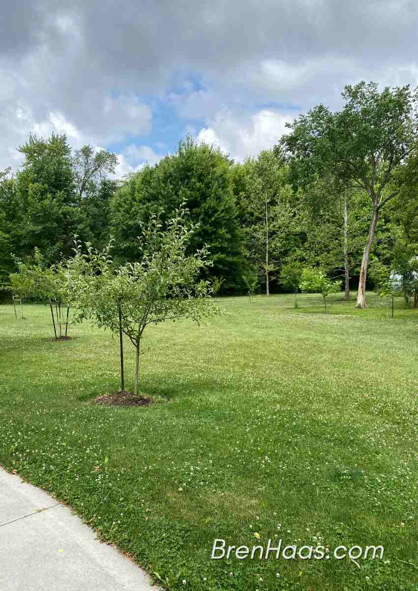 Winesap Apple Tree Review Creative Living with Bren Haas