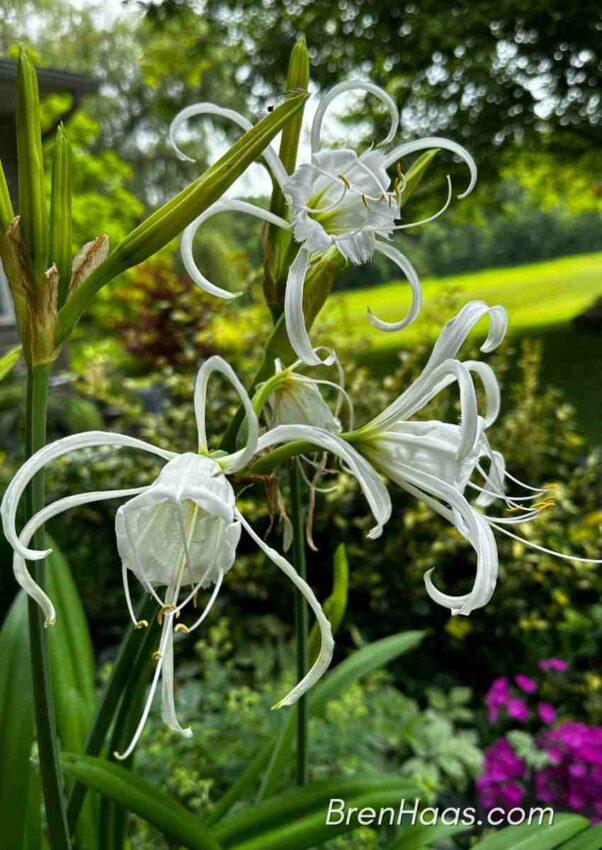 Hymenocallis (spider Lily) Blooming