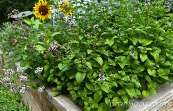 summer herb garden ideas