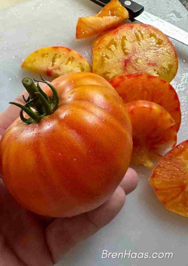 Love GourmanSun Sunset Tomato