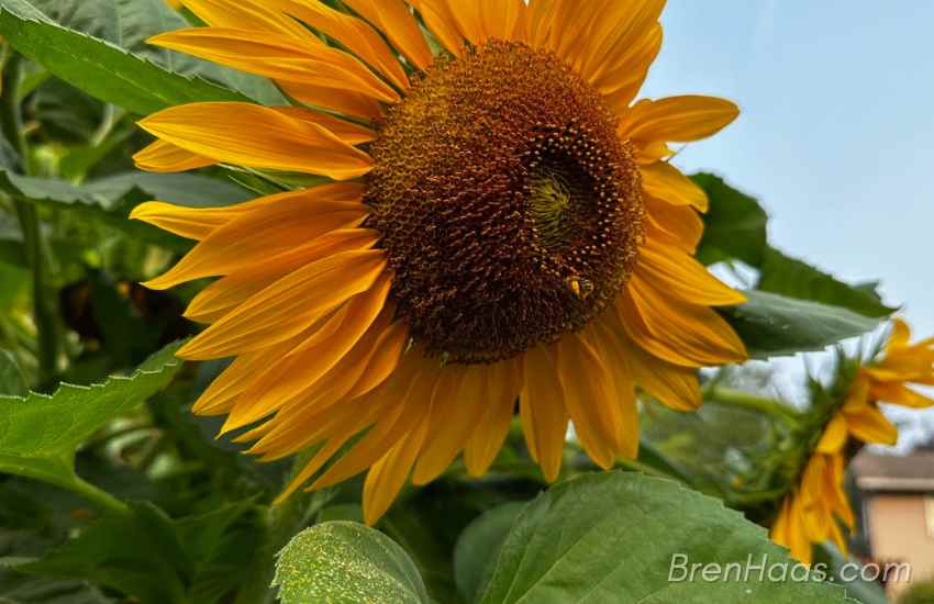 sunflower tree image