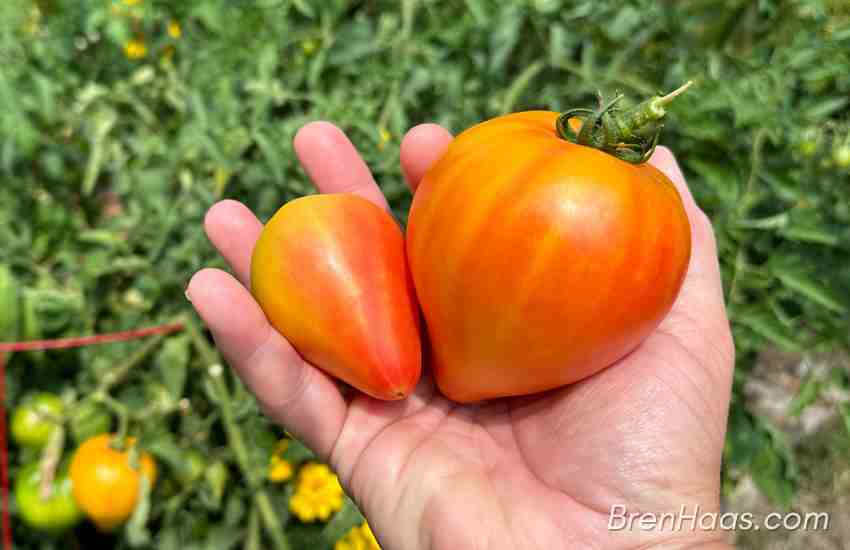 Sunset GourmanSun Tomato