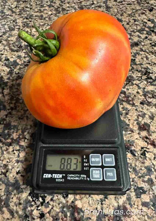 Tomato on Scale