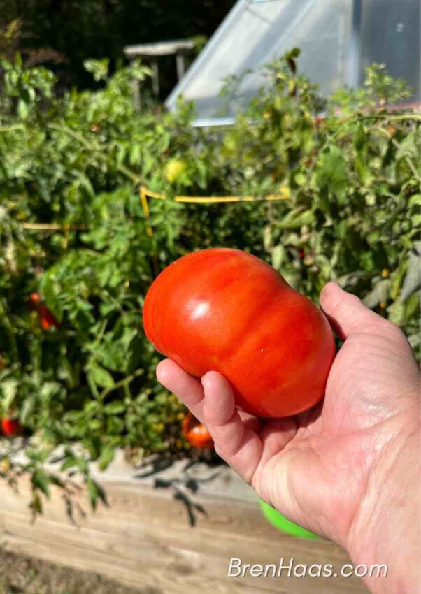 Bodacious Tomato