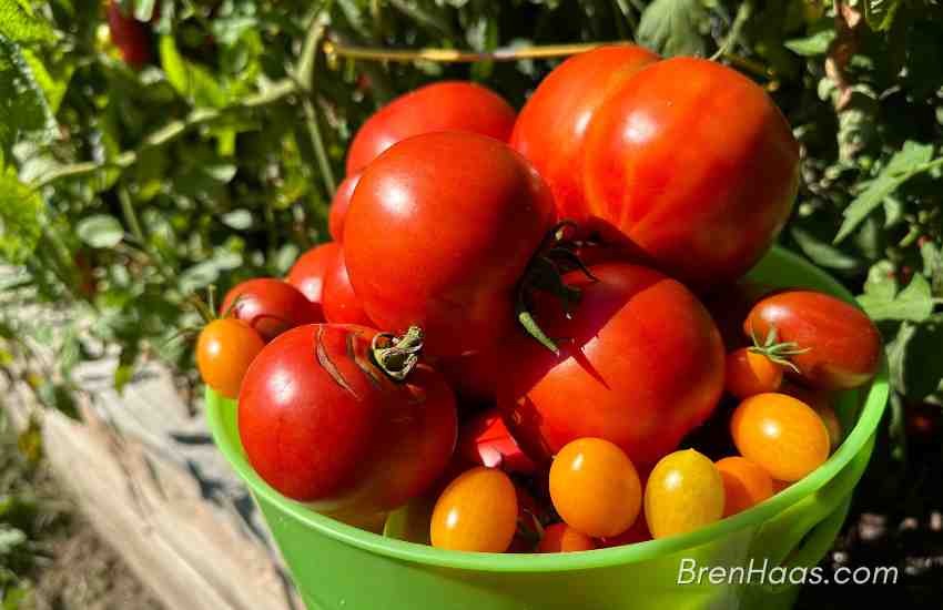 Tomato Harvest 2023