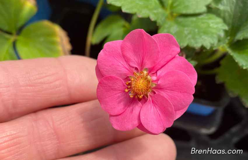 Hot Pink Blooming Strawberry