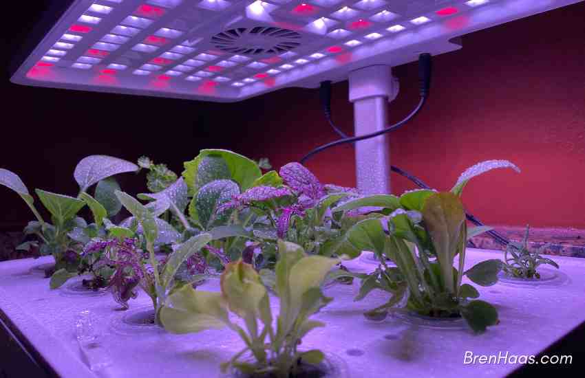My Hydroponic Set Up with Lights